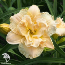 Лилейник Икебана Стар