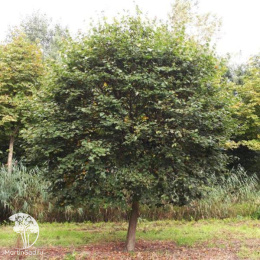 Липа сердцевидная Монто на штамбе