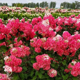 Гортензия метельчатая Самарская Лидия