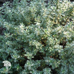 Набор для мяса тимьян Сильвер Куин + шалфей Мерло Блю