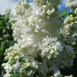 Сирень обыкновенная Альба