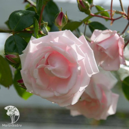 Роза плетистая Нью Доун