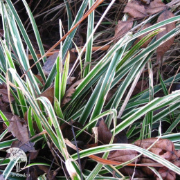 Осока Моррова Голд Банд