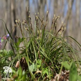 Осока пальчатая