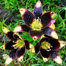 Лилия Изи Данс