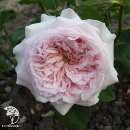 Роза английская Клер Роуз