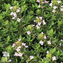 Набор для мяса тимьян Фредо Стронг + шалфей Карадонна Компакт