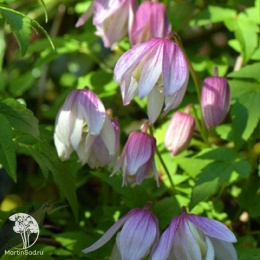 Клематис Пинк Фламинго