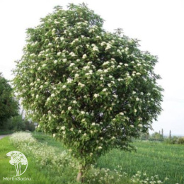 Рябина обыкновенная