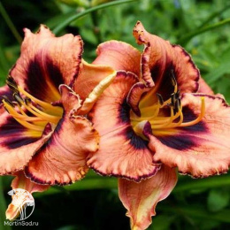 Лилейник гибридный Авесом Блоссом