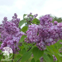 Сирень обыкновенная Виктор Лемуан на штамбе