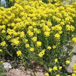 Алиссум скальный