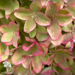 Гортензия метельчатая Металлика