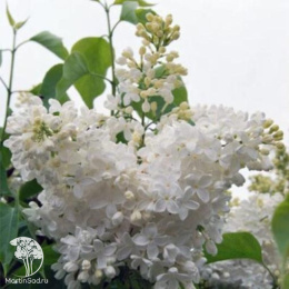 Сирень обыкновенная Маленький Принц