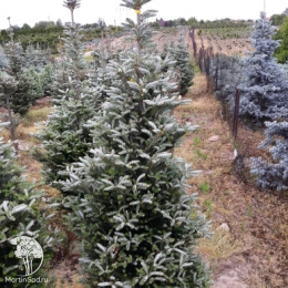 Пихта корейская Сильберлок