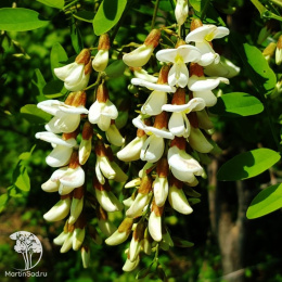 Робиния лжеакация Альтдорф