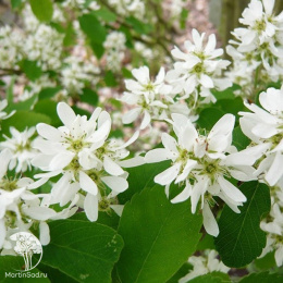 Ирга Ольхолистная