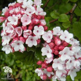 Калина Карльса Аврора