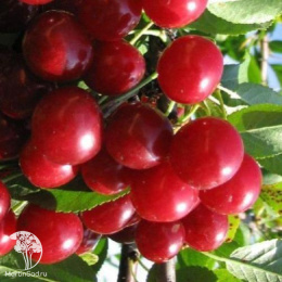 Вишня Харитоновская