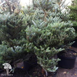 Пихта корейская Сильвер Стар