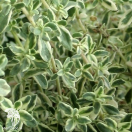 Набор для мяса тимьян Сильвер Куин + шалфей Мерло Блю