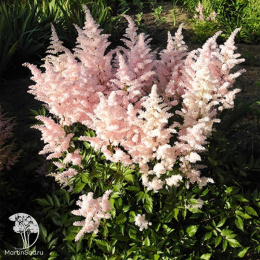 Астильба гибридная Юник Сэлмон