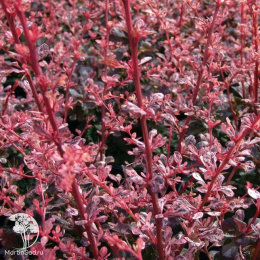 Барбарис тунберга Арлекин
