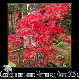 Клён пальмолистный Ака-шигитатсу-сава