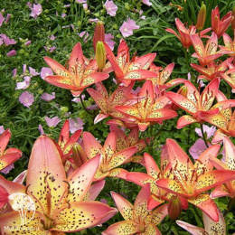 Лилия Италия