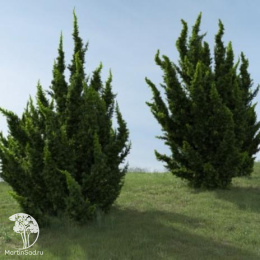 Можжевельник китайский Кайзука