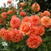 Роза кустовая Ламбада на штамбе фото 1 