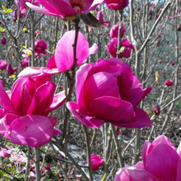 Магнолия гибридная Клеопатра