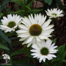 Эхинацея пурпурная Виргин