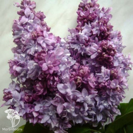 Сирень Маршал Малиновский