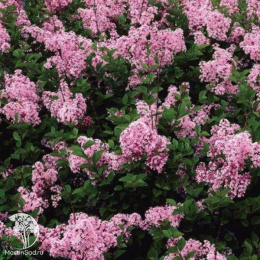 Сирень Блумеранг Пинк Парфюм на штамбе