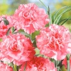 Гвоздика садовая гренадин Роза, серия Розовые сны фото 2 