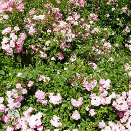 Роза полиантовая Зе Фейри