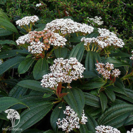 Калина Карльса Аврора