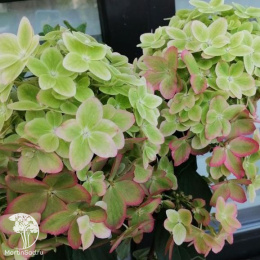 Гортензия метельчатая Металлика