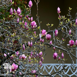 Магнолия суланжа