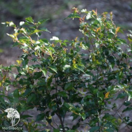 Вишня японская Фебрари Ред