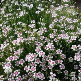 Гвоздика травянка Арктик Фаер