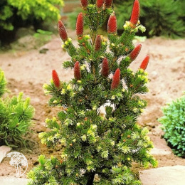 Ель колючая Лаки Страйк