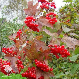 Калина Зарница