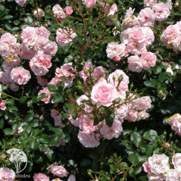 Роза флорибунда Боника