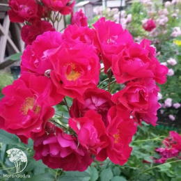 Роза Аделаида Худлесс