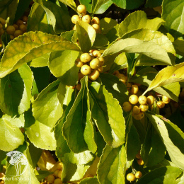 Древогубец круглолистный