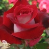 Роза чайно-гибридная Аллилуйя на штамбе фото 2 
