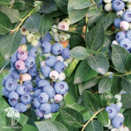 Голубика высокорослая Денис Блю