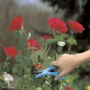 Ножницы для роз Gardena фото 2 